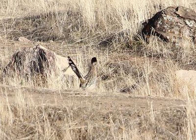 Roadrunner
