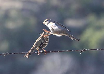 White-crowned Sparrows