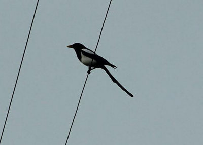 Yellow-billed Magpie