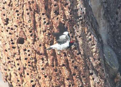 Acorn Woodpecker in Flight