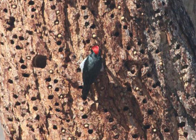 Acorn Woodpecker
