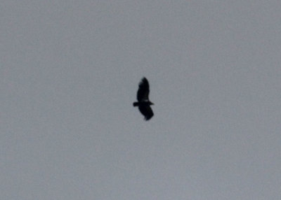 California Condor