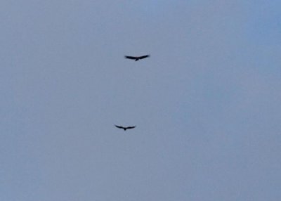 Condors