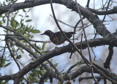 Varied Thrush