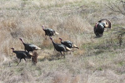 Wild Turkeys