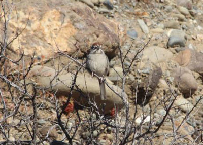 Rufous-crowned Sparrow