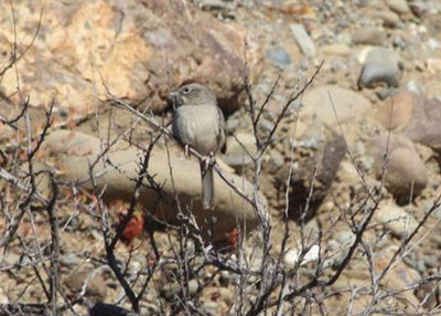 Rufous-crowned Sparrow