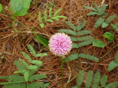 Big Thicket plant