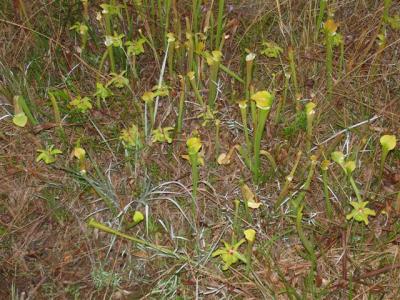 Pitcher plants