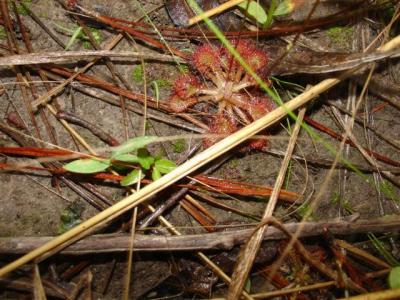 Sundew