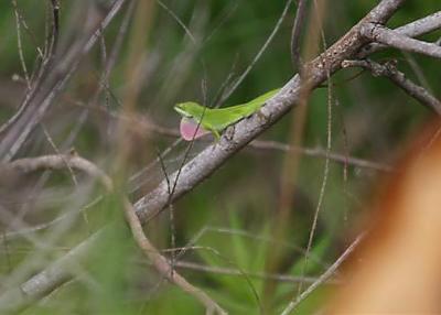 Anole