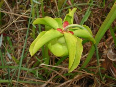 Big Thicket Pitcher Plant