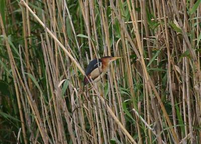 Least Bittern