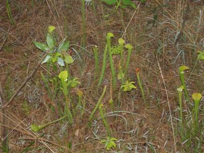 Pitcher Plants at Big Thicket