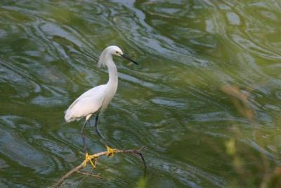 Snowy Egret