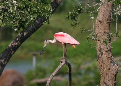 Roseate Spoonbill