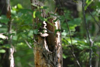 Prothonotary nest