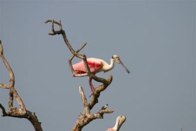 Spoonbill