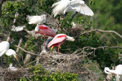 Spoonbills on nest