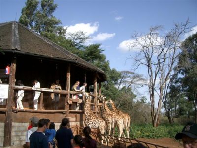 Giraffe Center