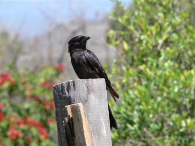 Common Drongo