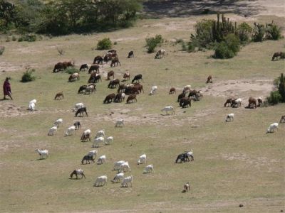 Maasai Herd