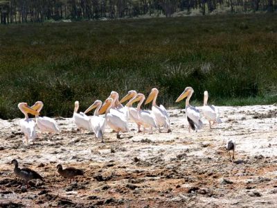 African White Pelicans