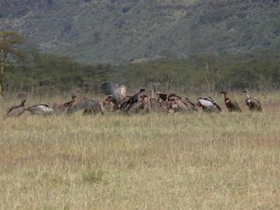 Vultures Cleaning Up After a Kill