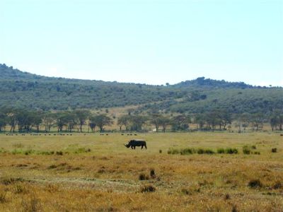 Rhino and Scenery