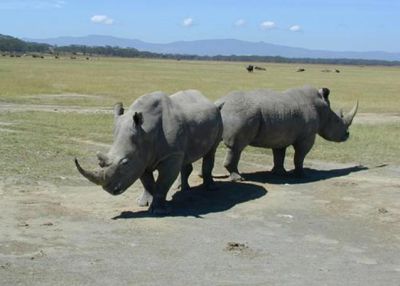 Weit Rhinos