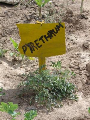 Pyrethrum Plant
