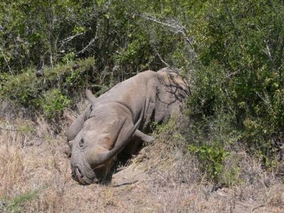 Orphaned Black Rhino