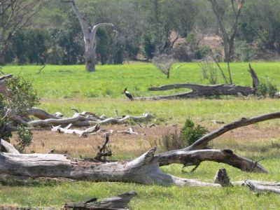 Saddle-billed Stork in the distance