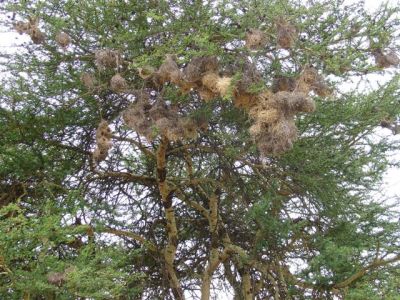Social Weavers' nests