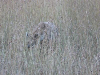 Skulking Hyena