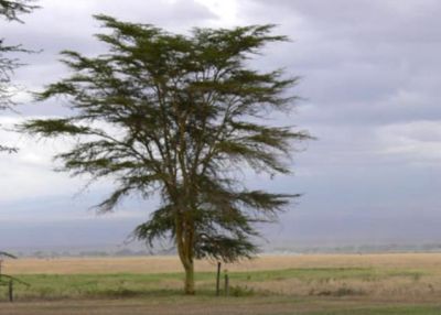 Acacia at Amboseli