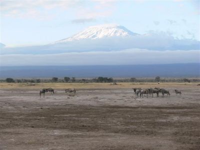 Animals and Kilimanjaro