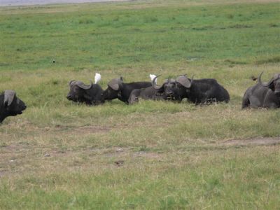 Cape Buffaloes and Friends