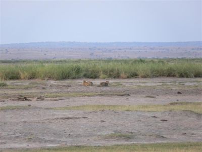 Cheetahs at Amboseli