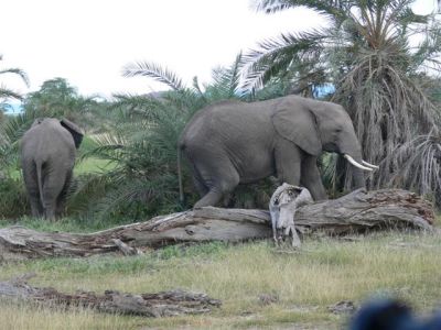 Crashing Elephants