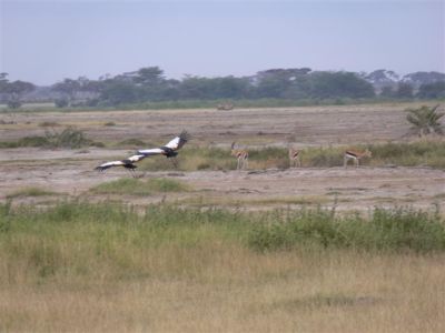 Crowned Cranes Flying