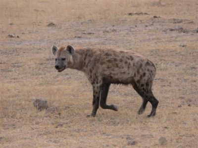 Hyena in the Wings