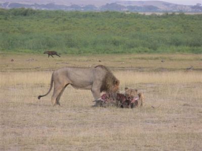 Lions with Prey at Amboseli