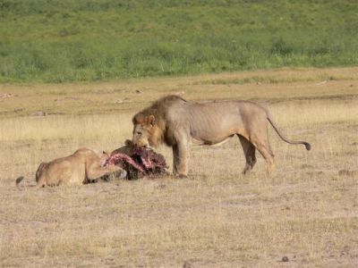Lions with Prey