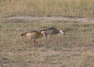 Two Egyptian Geese