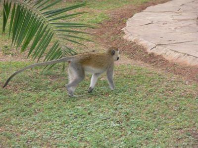 Vervet Monkey