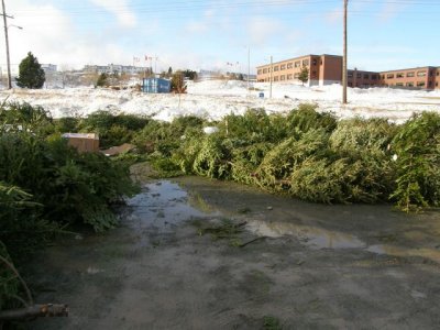 Recycled ChristmasTrees