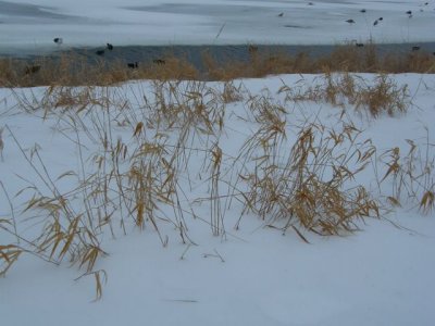 Grasses in  Snow