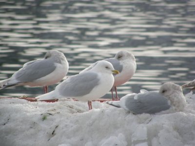 Iceland Gulls