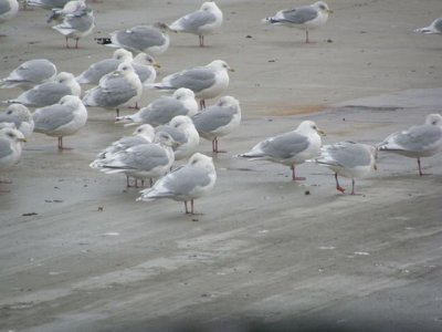 Iceland Gulls
